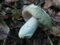 Varashátú galambgomba (Russula virescens), Budai-hegység
